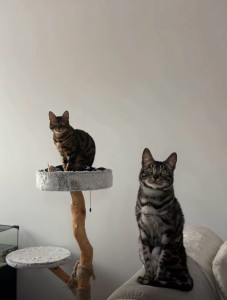 Photo de galerie - Lors d’une garde de chat 