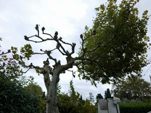 Photo de galerie - Elagage et coupe d'arbres