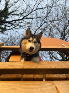 Photo de galerie - Balade dans les bois 