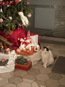 Photo de galerie - Garde chat