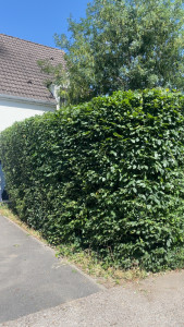 Photo de galerie - Taille de haie 