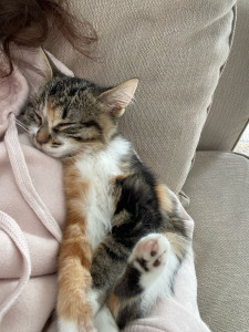 Photo de galerie - Un autre petit chat que j'ai recueillis le temps qu'il trouve une famille