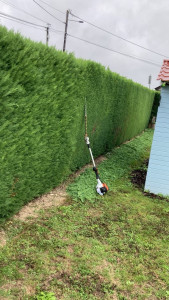 Photo de galerie - Taille de haie sur la commune de Monnaie, 183m de cyprès. intervention réalisée dans le cadre du service à la personne, la cliente a pu bénéficier de 50 % de crédit d’impôt à la facturation.