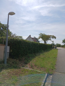 Photo de galerie - Taille de haies et d'arbustes