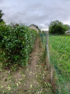 Photo de galerie - Taille de haie 