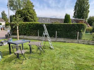 Photo de galerie - Taillage de haies 