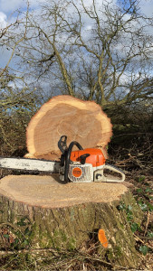 Photo de galerie - Abattage d’un arbre dangereux 