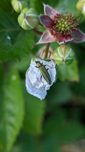 Photo de galerie - Accueil de la faune