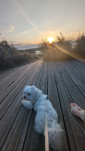 Photo de galerie - Garde chien