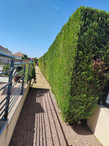 Photo de galerie - Taille de haies et d'arbustes