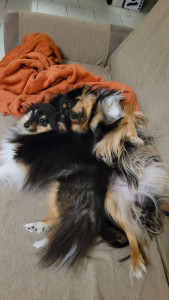 Photo de galerie - Tia et Tootsie