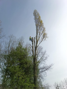 Photo de galerie - Abattage tilleul.