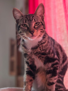 Photo de galerie - Joya