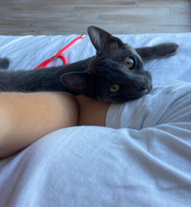 Photo de galerie - Chaton de 4 mois 