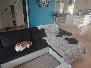 Photo de galerie - Garde chat