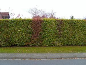 Photo de galerie - Taille de haies