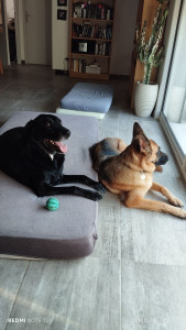 Photo de galerie - Garde chien