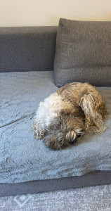 Photo de galerie - Garde d’un petit chien à mon domicile 