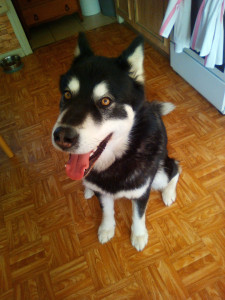 Photo de galerie - Malamut d'alaska en garde