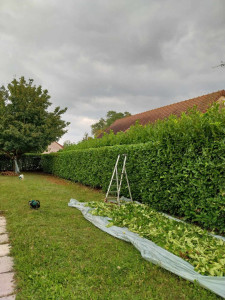 Photo de galerie - Taille de haie 2m50 de haut, 2m d'épaisseur