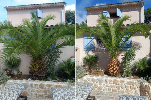 Photo de galerie - Remise au propre d'un Palmier 