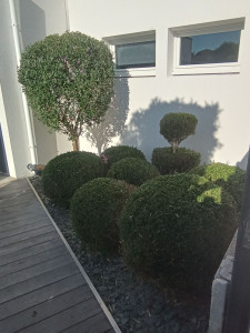 Photo de galerie - Taille esthétique olivier et buis