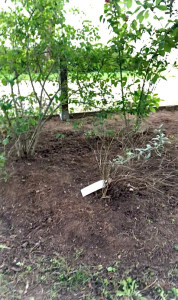 Photo de galerie - Désherbage des parterres et entretien d’arbustes