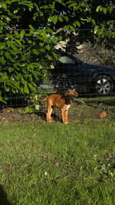 Photo de galerie - Chiot de 4 mois garder à mon domicile 