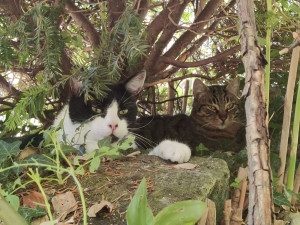 Photo de galerie - Voici mes petits bouts !
Si je pouvais, j adopterai tous les chats que je croise.
Merci de me permettre de m occuper des vôtres ?