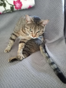 Photo de galerie - Garde chat