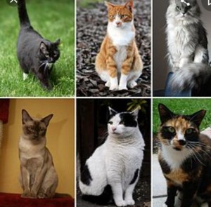 Photo de galerie - Je garde vos animaux à votre domicile ainsi que la surveillance du domicile 