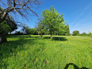 Photo de galerie - Tonte pelouse 