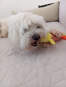 Photo de galerie - Garde chien