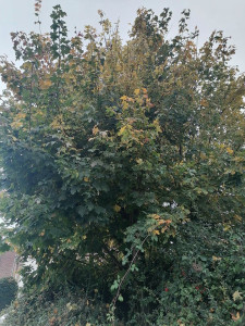 Photo de galerie - Elagage et coupe d'arbres