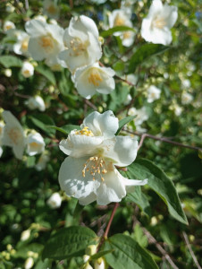 Photo de galerie - Seringa floraison