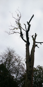 Photo de galerie - Démontage d'arbre par rétention