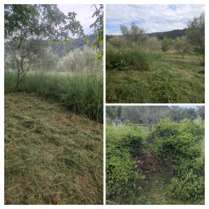 Photo de galerie - Tonte de pelouse - Débroussaillage