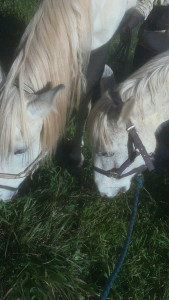 Photo de galerie - Chevaux