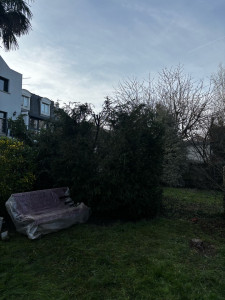 Photo de galerie - Elagage et coupe d'arbres