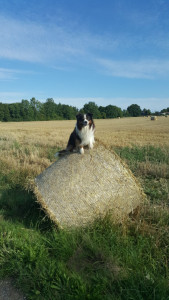 Photo de galerie - Chien de cirque ?