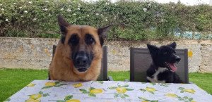 Photo de galerie - Garde chien