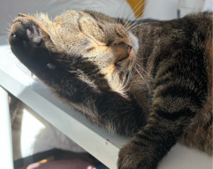 Photo de galerie - Garde chat