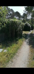 Photo de galerie - Une haie de bambou de 4m de hauteur taillez