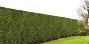 Photo de galerie - Elagage et coupe d'arbres