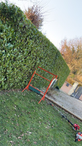 Photo de galerie - Taille de haie de laurier