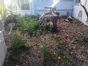 Photo de galerie - Désherbage & Remise en état jardinet 