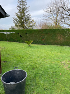 Photo de galerie - Taille de haie