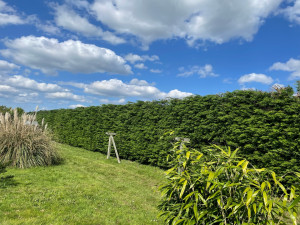 Photo de galerie - Elagage et coupe d'arbres