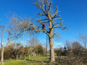 Photo de galerie - Abattage 