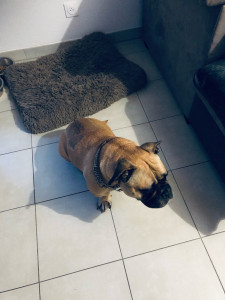 Photo de galerie - Garde chien